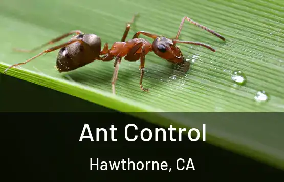  Ant Control Hawthorne, CA