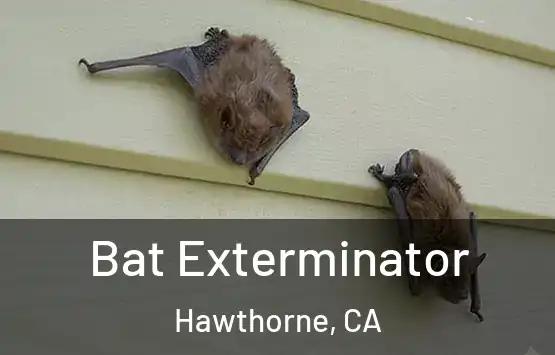  Bat Exterminator Hawthorne, CA