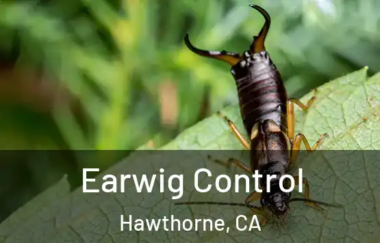  Earwig Control Hawthorne, CA
