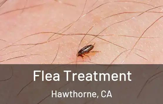  Flea Treatment Hawthorne, CA