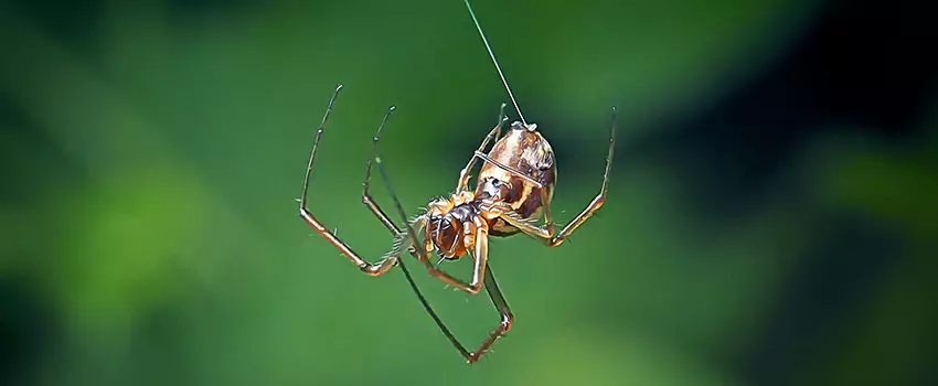 Spider and Mosquito Control Solutions Hawthorne, CA