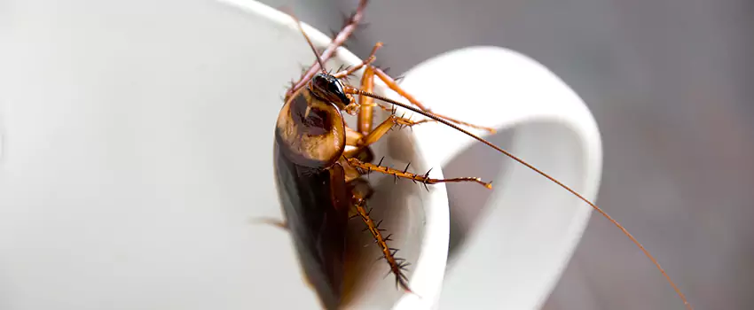 cockroach-treatment in Hawthorne, CA