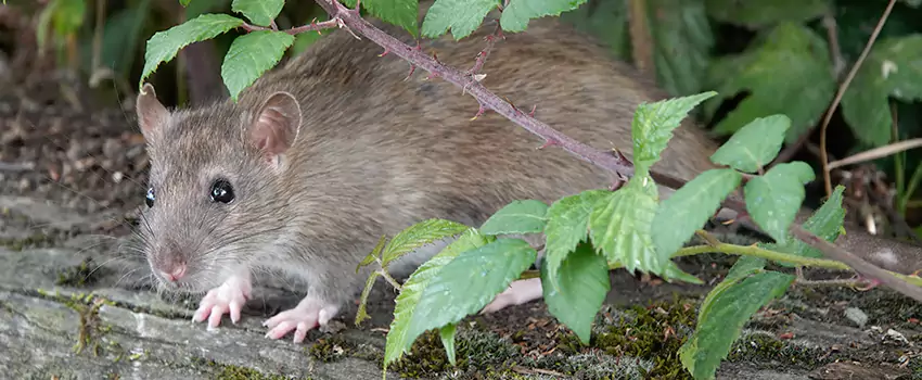 mice-control in Hawthorne, CA