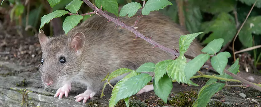 mouse-control in Hawthorne, CA