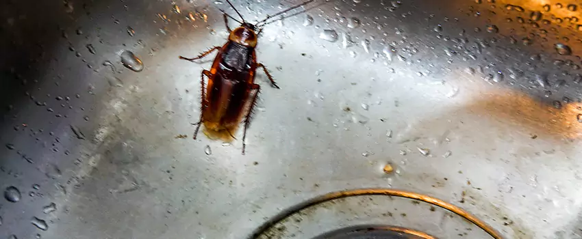 roach-control in Hawthorne, CA