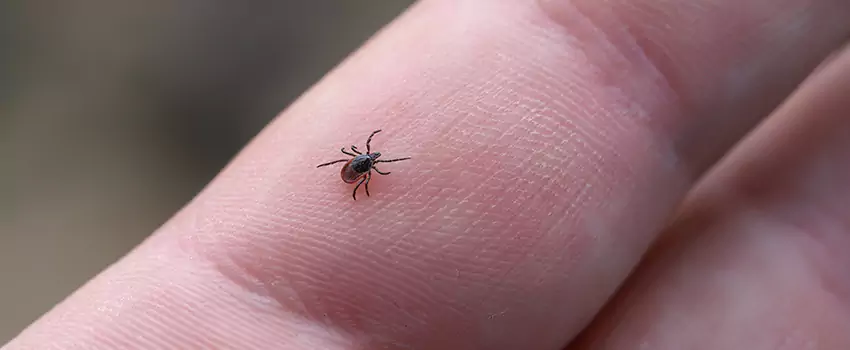 tick-control in Hawthorne, CA