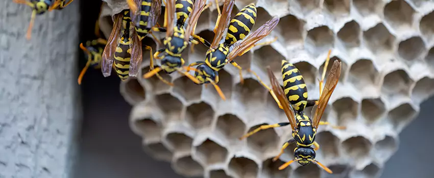 wasp-pest-control in Hawthorne, CA