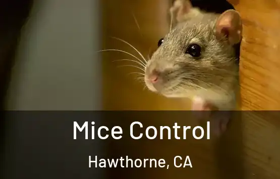  Mice Control Hawthorne, CA