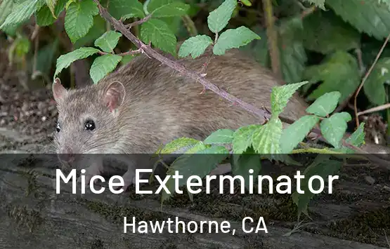  Mice Exterminator Hawthorne, CA