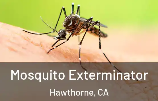 Mosquito Exterminator Hawthorne, CA