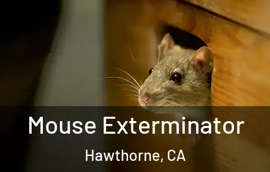  Mouse Exterminator Hawthorne, CA