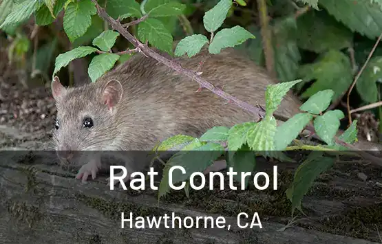  Rat Control Hawthorne, CA