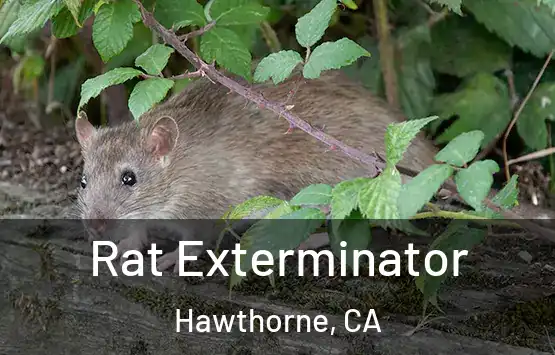  Rat Exterminator Hawthorne, CA