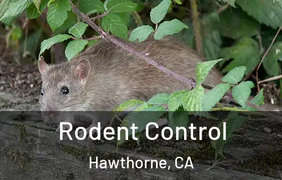  Rodent Control Hawthorne, CA