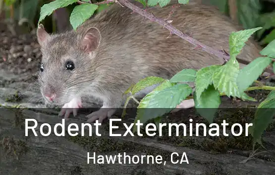  Rodent Exterminator Hawthorne, CA