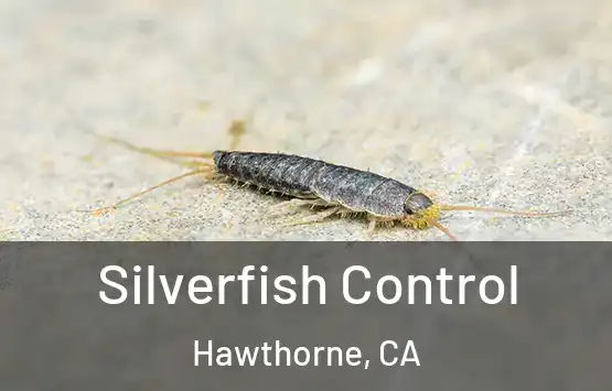  Silverfish Control Hawthorne, CA
