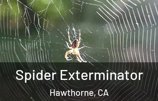 Spider Exterminator Hawthorne, CA