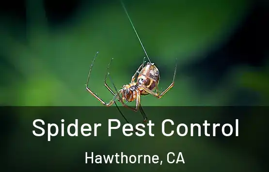  Spider Pest Control Hawthorne, CA