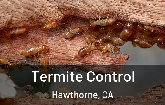  Termite Control Hawthorne, CA