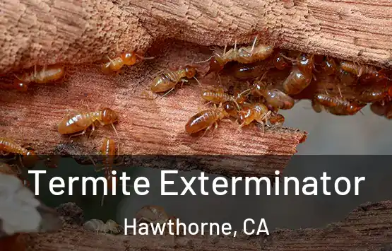  Termite Exterminator Hawthorne, CA
