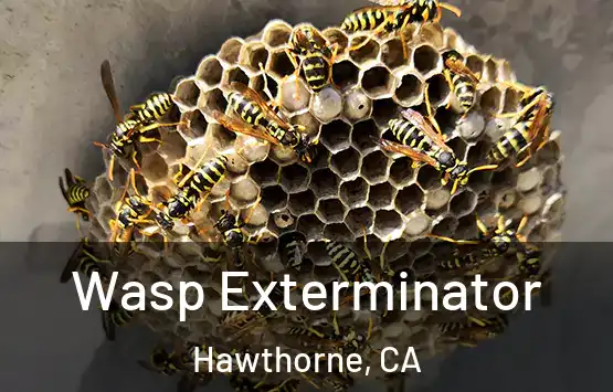  Wasp Exterminator Hawthorne, CA
