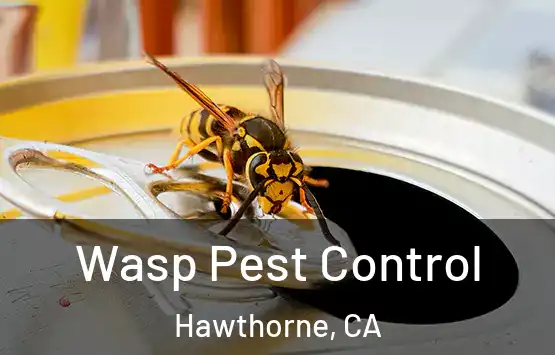  Wasp Pest Control Hawthorne, CA