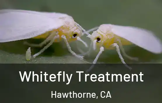  Whitefly Treatment Hawthorne, CA