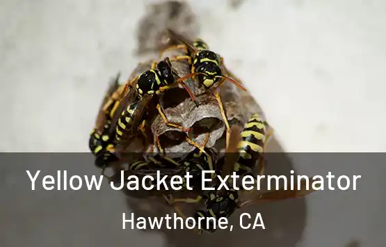  Yellow Jacket Exterminator Hawthorne, CA